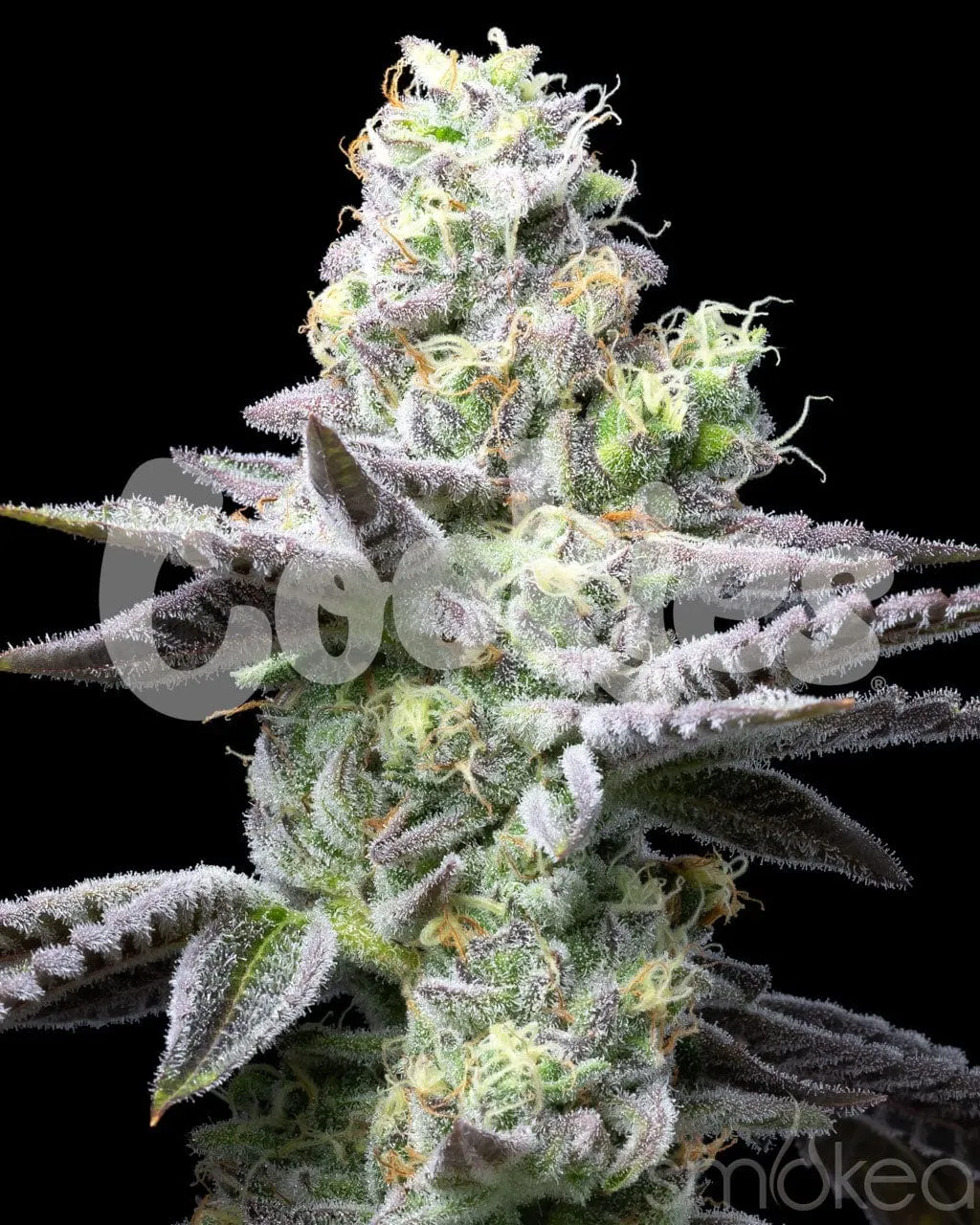 Cookies Cannabis Seeds - Wet Wet