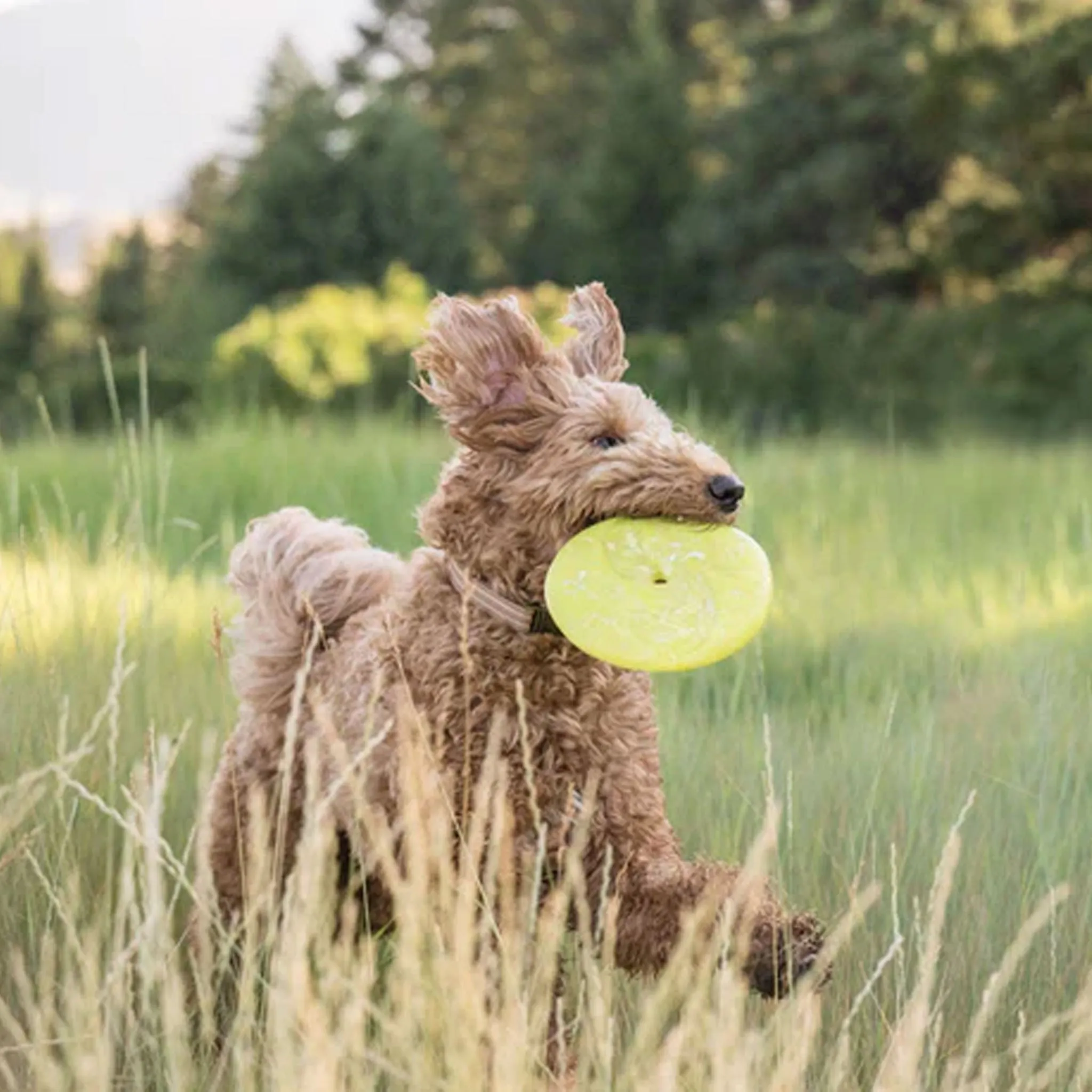 P.L.A.Y. ZoomieRex Disc Dog Toy - Green