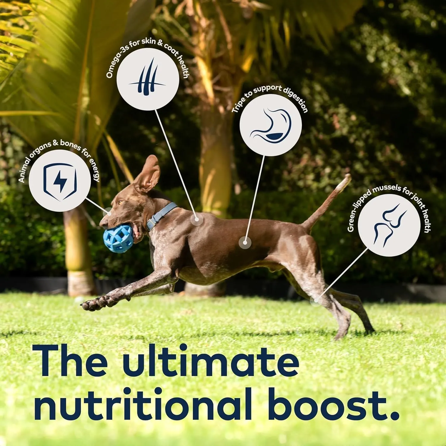 ZIWI Peak Grain Free Air-Dried Free-Range Chicken Recipe Dry Dog Food